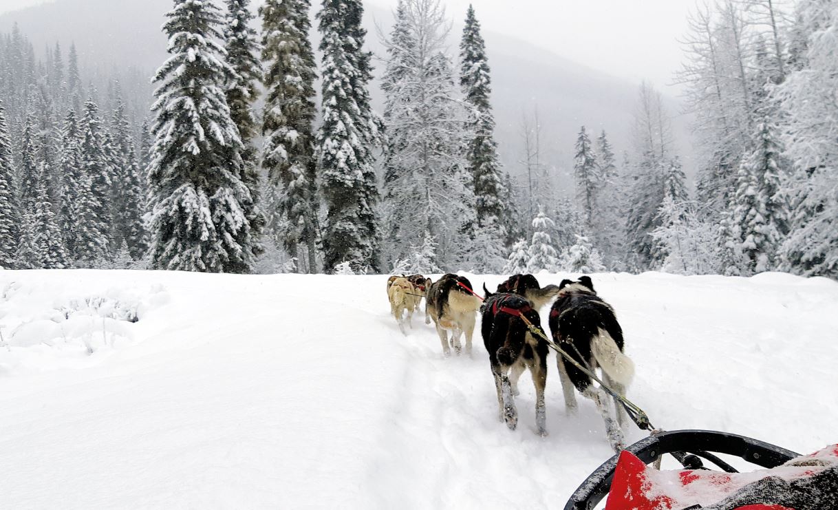 Canada per hondeslede