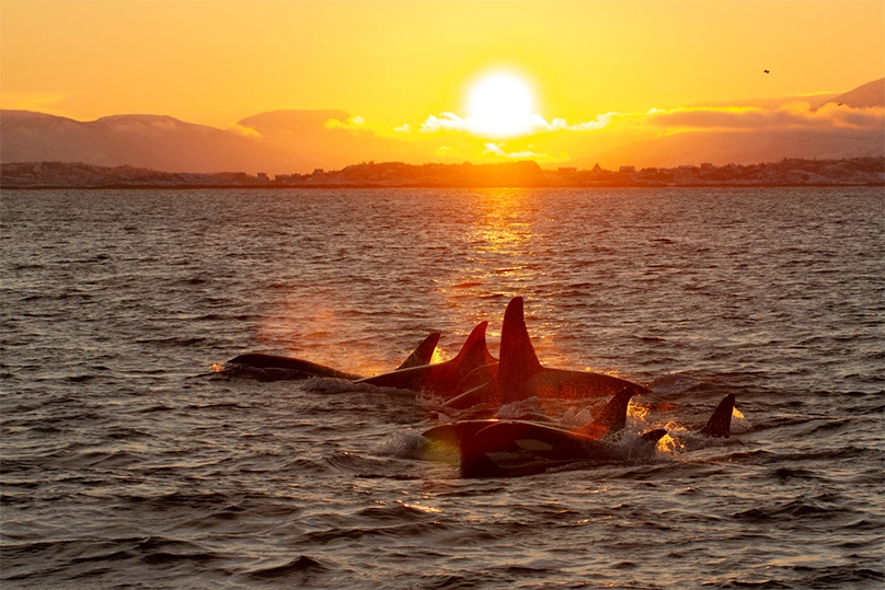Walvissen en noorderlicht